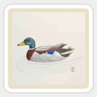 Mallard duck drake Sticker